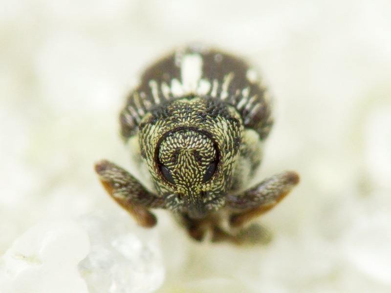 Coeliastes lamii (Fabricius, 1792)